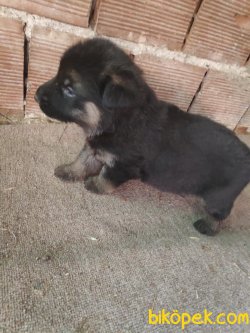 Son Bir Dişi Bir Erkek Alman Kurdu Yavruları 4