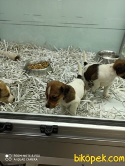 Son Dişi Jack Russel 2