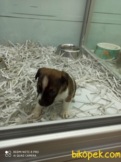 Son Dişi Jack Russel 3