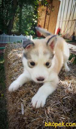 Son Erkek Silver Husky Yavrum 4