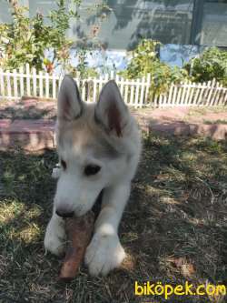 Son Erkek Silver Husky Yavrum 5