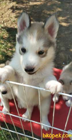 Son Erkek Silver Husky Yavrum 3