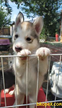Son Erkek Silver Husky Yavrum 2