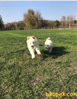 SON İKİ DİŞİ SAMOYED 1