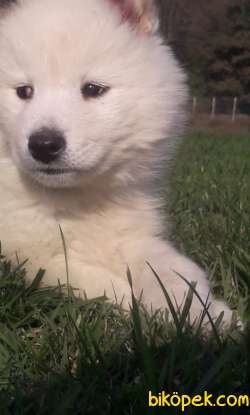 SON İKİ DİŞİ SAMOYED 4