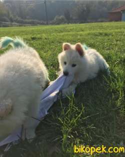 SON İKİ DİŞİ SAMOYED 3