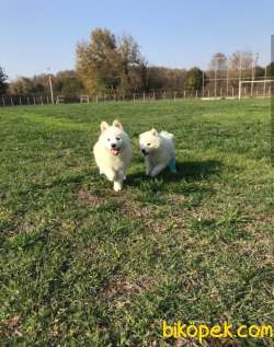SON İKİ DİŞİ SAMOYED 2