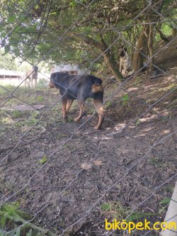 Son Kalan Bir Dişi Bir Erkek  Rottweiler Yavruları 2