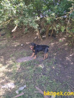 Son Kalan Bir Dişi Bir Erkek  Rottweiler Yavruları 3