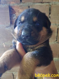 Son Kalan Bir Dişi Bir Erkek  Rottweiler Yavruları 1