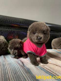 SON KALAN KREM VE SİYAH CHOW CHOW YAVRULARIMIZ 4