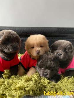 SON KALAN KREM VE SİYAH CHOW CHOW YAVRULARIMIZ 3