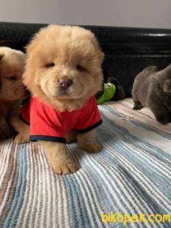 SON KALAN KREM VE SİYAH CHOW CHOW YAVRULARIMIZ 1
