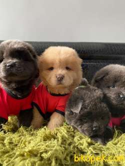 SON KALAN KREM VE SİYAH CHOW CHOW YAVRULARIMIZ 2