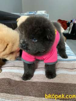 SON KALAN KREM VE SİYAH CHOW CHOW YAVRULARIMIZ 5