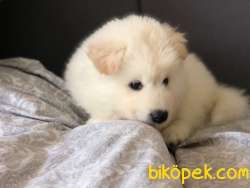 SON SAF SAMOYED YAVRULAR UYGUNA VERİLECEK 1