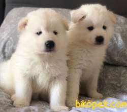 SON SAF SAMOYED YAVRULAR UYGUNA VERİLECEK 2