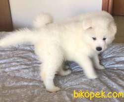 SON SAF SAMOYED YAVRULAR UYGUNA VERİLECEK 3