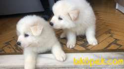 SON SAF SAMOYED YAVRULAR UYGUNA VERİLECEK 4