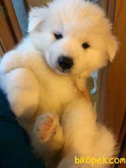 SON SAF SAMOYED YAVRULAR UYGUNA VERİLECEK 5