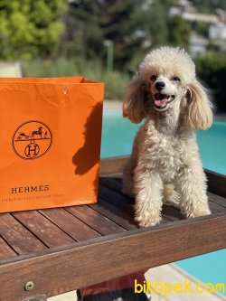 Sophie T-cup 7 Aylık 1,5 Kg Dişi Poodle Kızımız 4