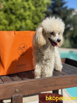 Sophie T-cup 7 Aylık 1,5 Kg Dişi Poodle Kızımız 2