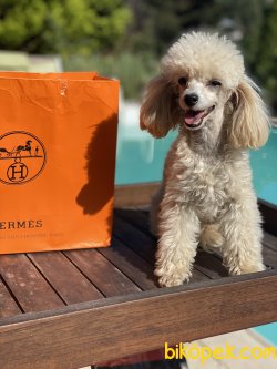 Sophie T-cup 7 Aylık 1,5 Kg Dişi Poodle Kızımız 3
