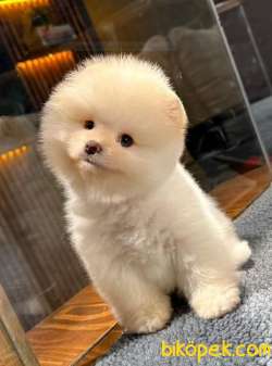 Şov Kalite Muhteşem Pomeranian Bebeklerimizi Gördünüz Mü 2