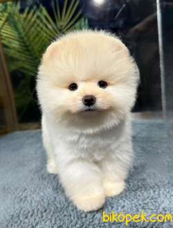 Şov Kalite Muhteşem Pomeranian Bebeklerimizi Gördünüz Mü 4