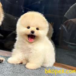 Şov Kalite Muhteşem Pomeranian Bebeklerimizi Gördünüz Mü 3