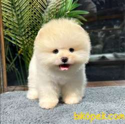 Şov Kalite Muhteşem Pomeranian Bebeklerimizi Gördünüz Mü 1