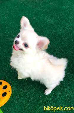 Soy Kütük Belgeli Beyaz Uzun Tüylü Chihuahua Yavruları. 5