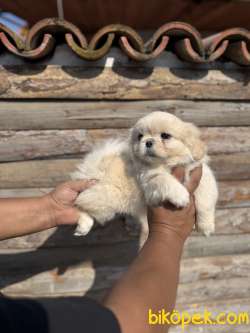 SOYLULARIN IRKI PEKİNEZ 3