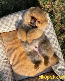 Sözleşmeli Belgeli Irk Ve Sağlık Garantili Boo Pomeranian Yavrula 3