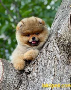 Sözleşmeli Belgeli Irk Ve Sağlık Garantili Boo Pomeranian Yavrula 1