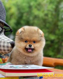 Sözleşmeli Belgeli Irk Ve Sağlık Garantili Boo Pomeranian Yavrula 2