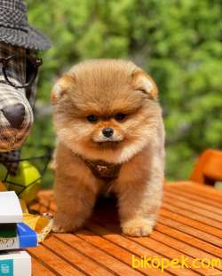 Sözleşmeli Belgeli Irk Ve Sağlık Garantili Boo Pomeranian Yavrula 5