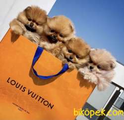 Sözleşmeli Irk Ve Sağlık Garantili Boo Pomeranian Yavrularımız 2