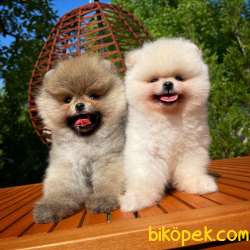Sözleşmeli Irk Ve Sağlık Garantili Boo Pomeranian Yavrularımız 3