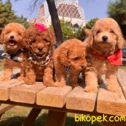 Toy Poodle Her Renk Kızlarımız 2