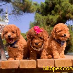 Toy Poodle Her Renk Kızlarımız 4