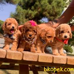 Toy Poodle Her Renk Kızlarımız 3