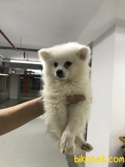 Spitz Pomeranian Yavrular 2