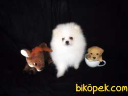 Spitz Spitz Spitz 3