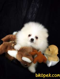 Spitz Spitz Spitz 2