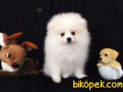 Spitz Spitz Spitz 1