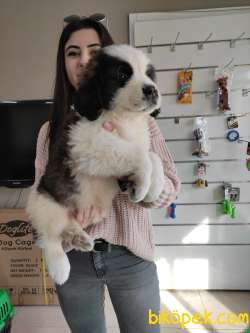 ST BERNARD BETHOVEN BEBEKLER AŞILI KARNELİ TESLİM 4