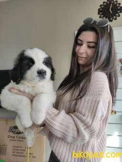 ST BERNARD BETHOVEN BEBEKLER AŞILI KARNELİ TESLİM 3