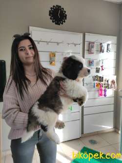 ST BERNARD BETHOVEN BEBEKLER AŞILI KARNELİ TESLİM 1