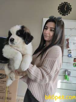ST BERNARD BETHOVEN BEBEKLER AŞILI KARNELİ TESLİM 2
